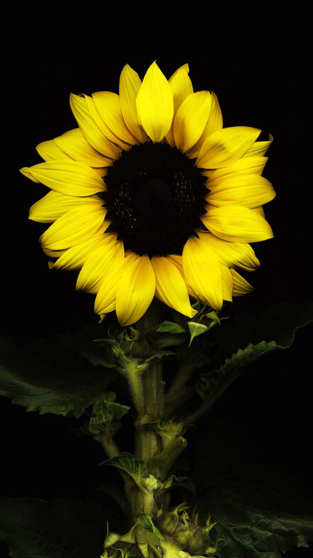 Image  A Striking Black Sunflower Wallpaper