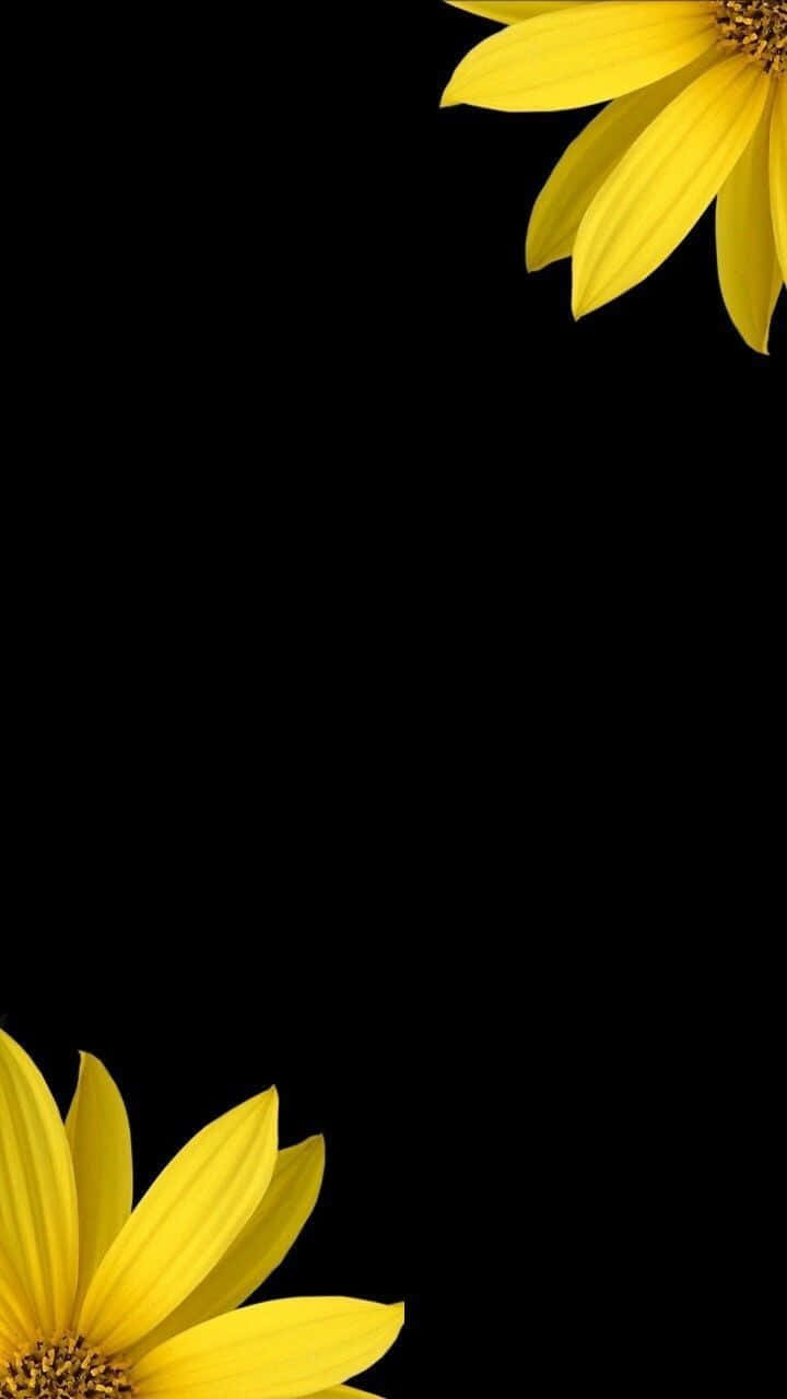 Unaimpresionante Girasol Negro Rodeado De Pétalos Amarillos Vibrantes Fondo de pantalla