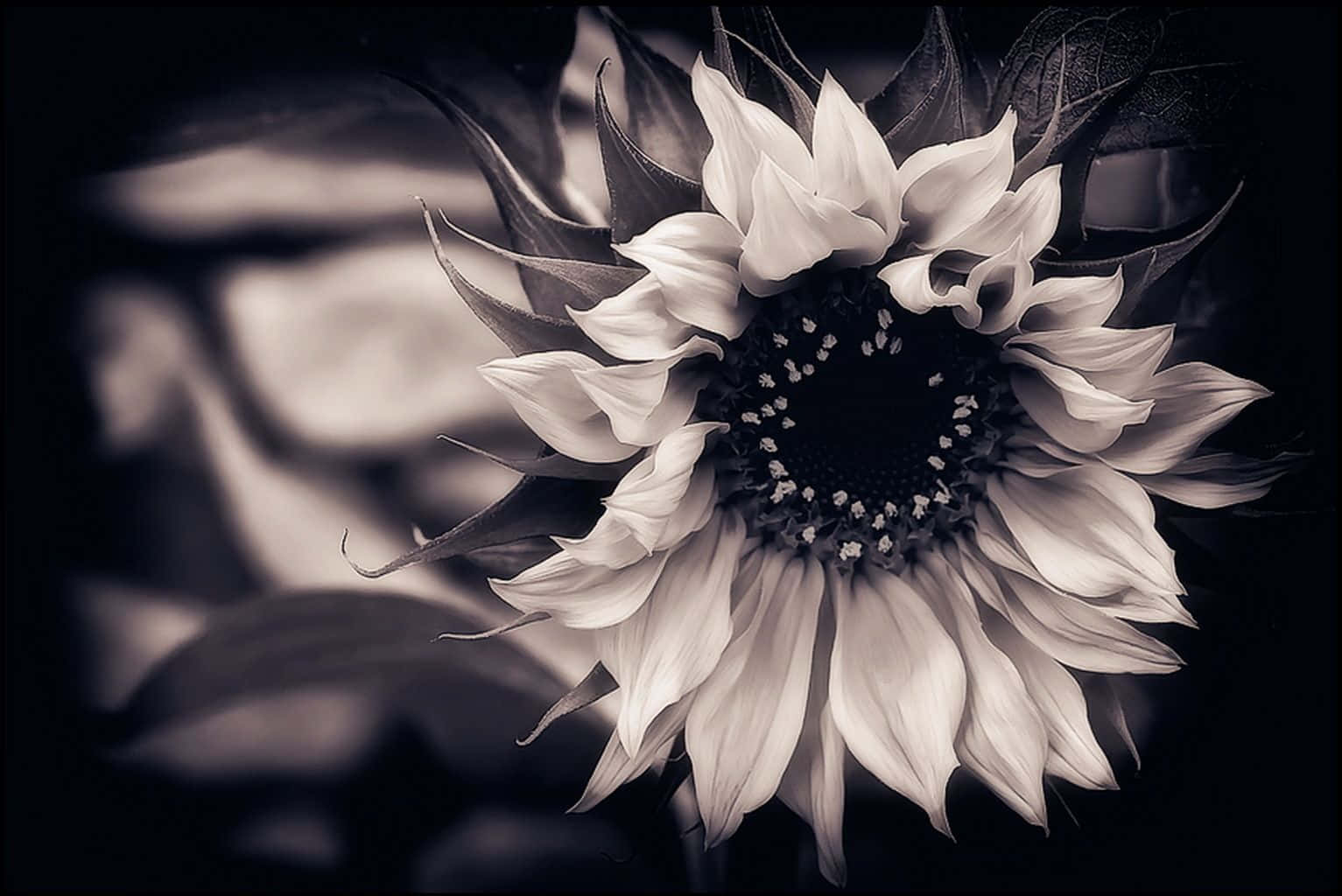 Schwarzweiße Sonnenblume, Fröhliche Blume. Wallpaper