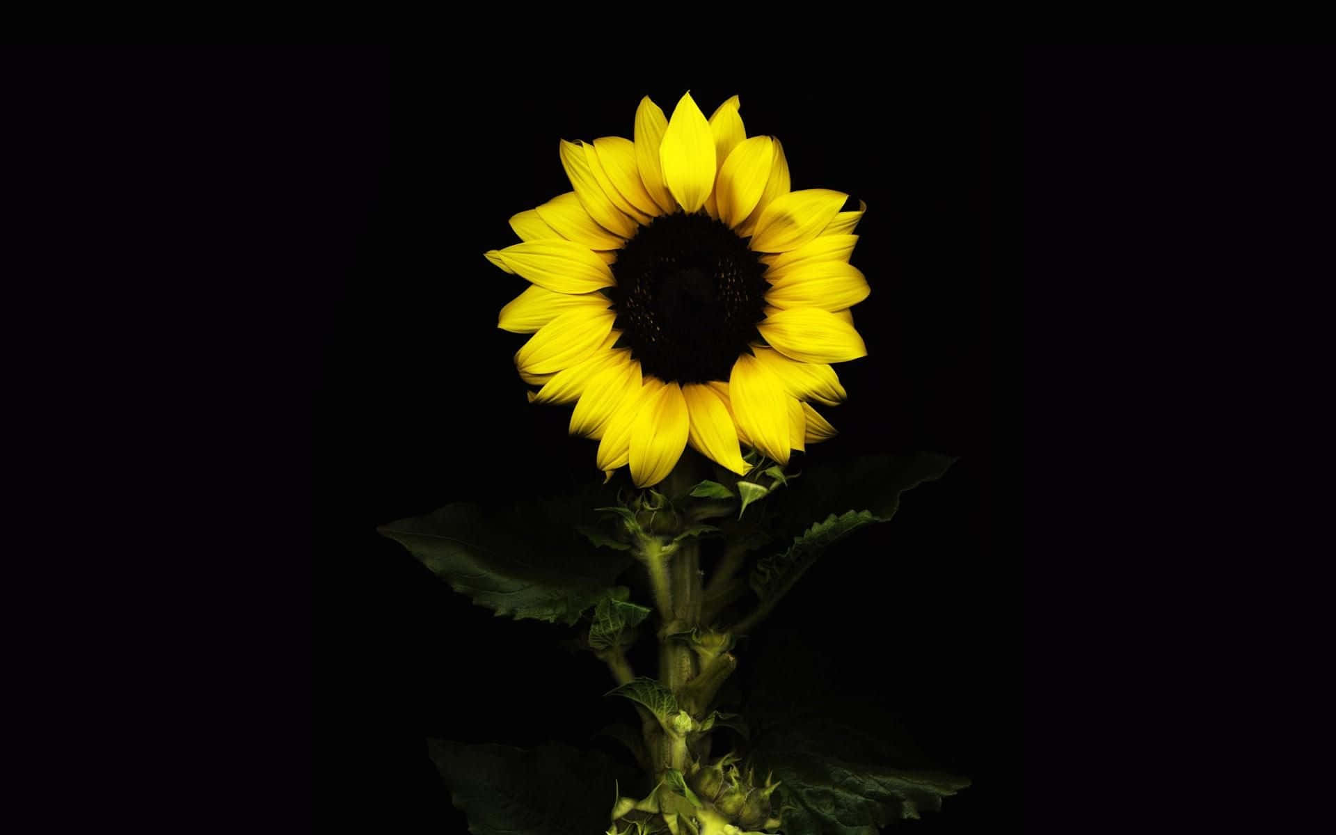 Black Sunflower Hairy Stem Wallpaper