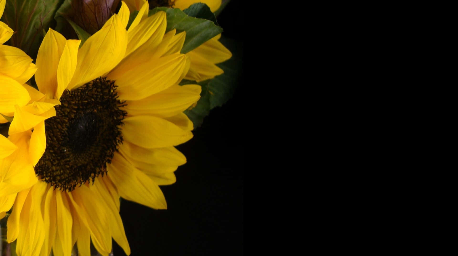 Black Sunflower Teeny Florets Wallpaper