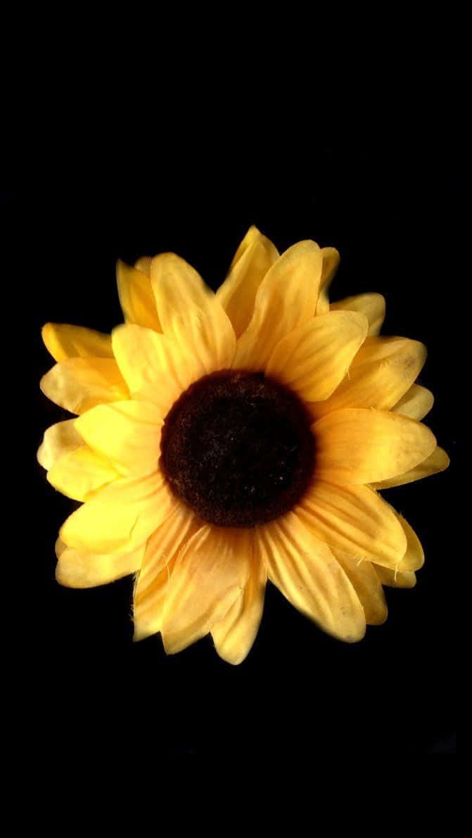 Schwarzerhintergrund Gemeiner Sonnenblume Wallpaper