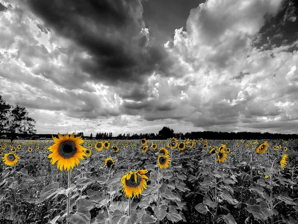 Black And White Background Sunflower Wallpaper