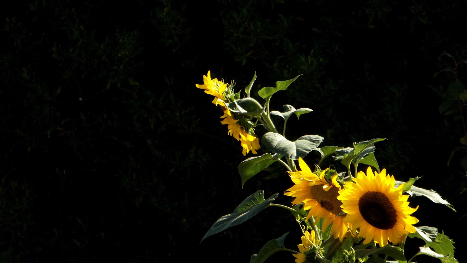 Eineschwarze Sonnenblume In Voller Blüte Wallpaper