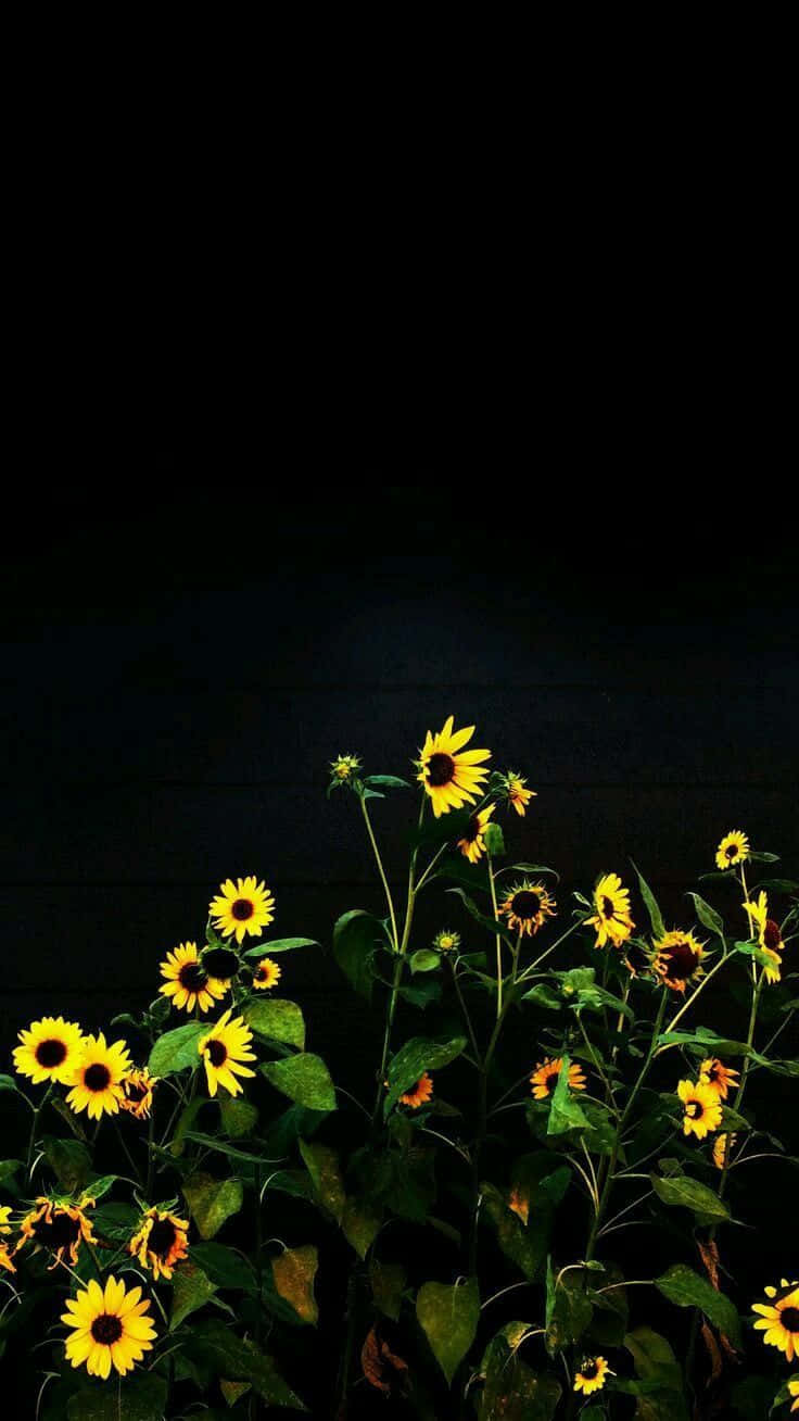 Caption: Captivating Black Sunflower under the Blue Sky Wallpaper