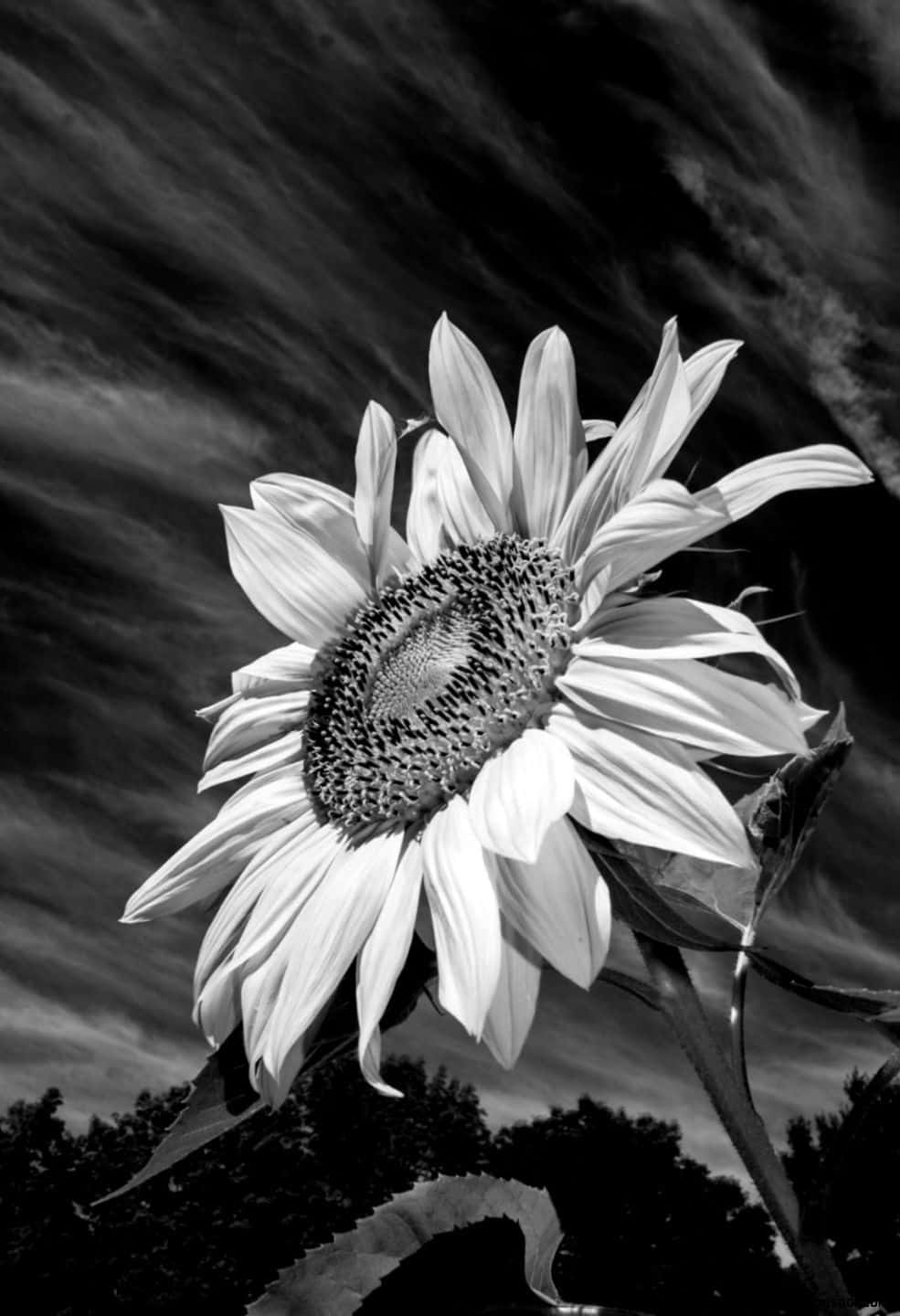 Schwarzweißes Sonnenblumenfoto Wallpaper