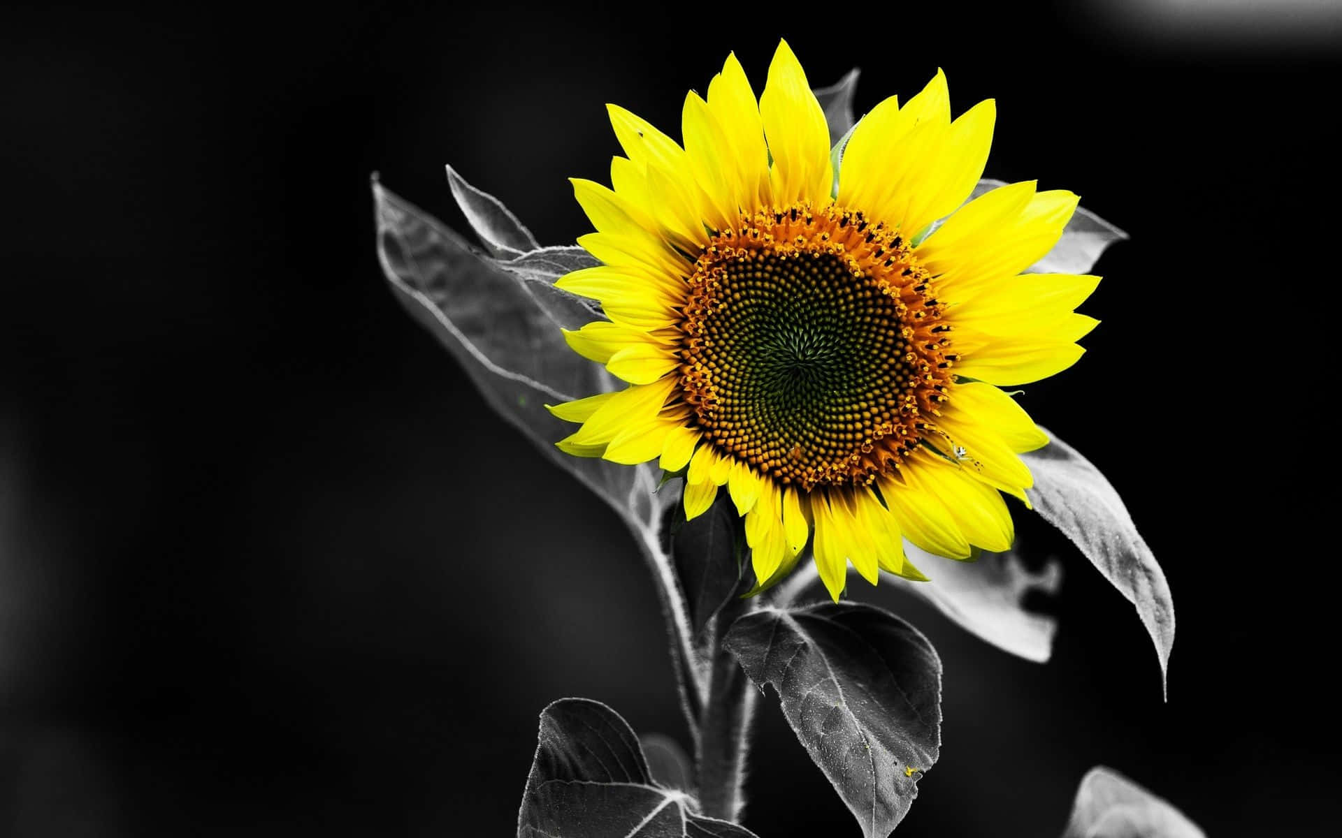 Schwarzerhintergrund Sonnenblume Blühen Wallpaper