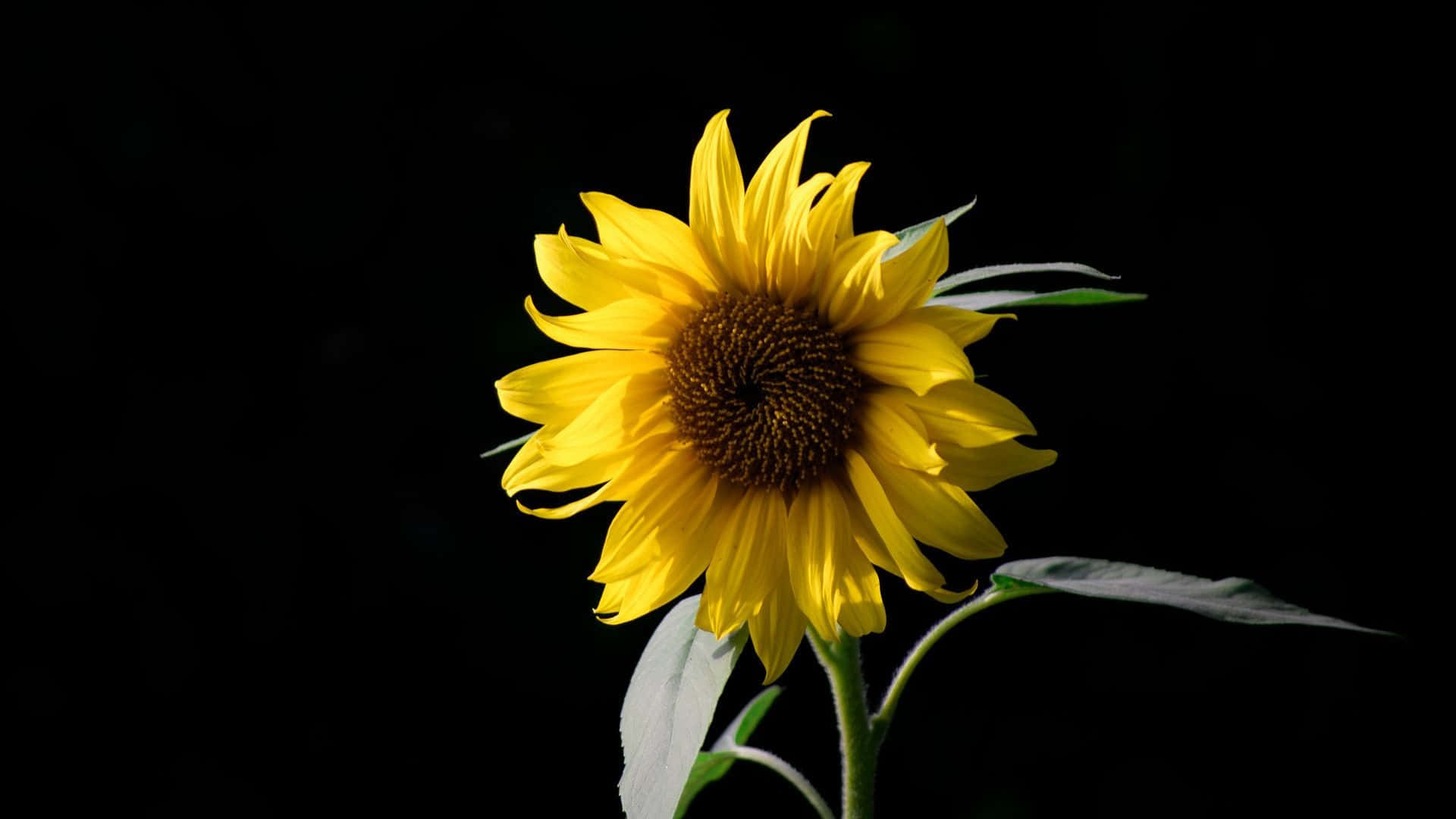 Photo  A Dark and Mysterious Sunflower Wallpaper