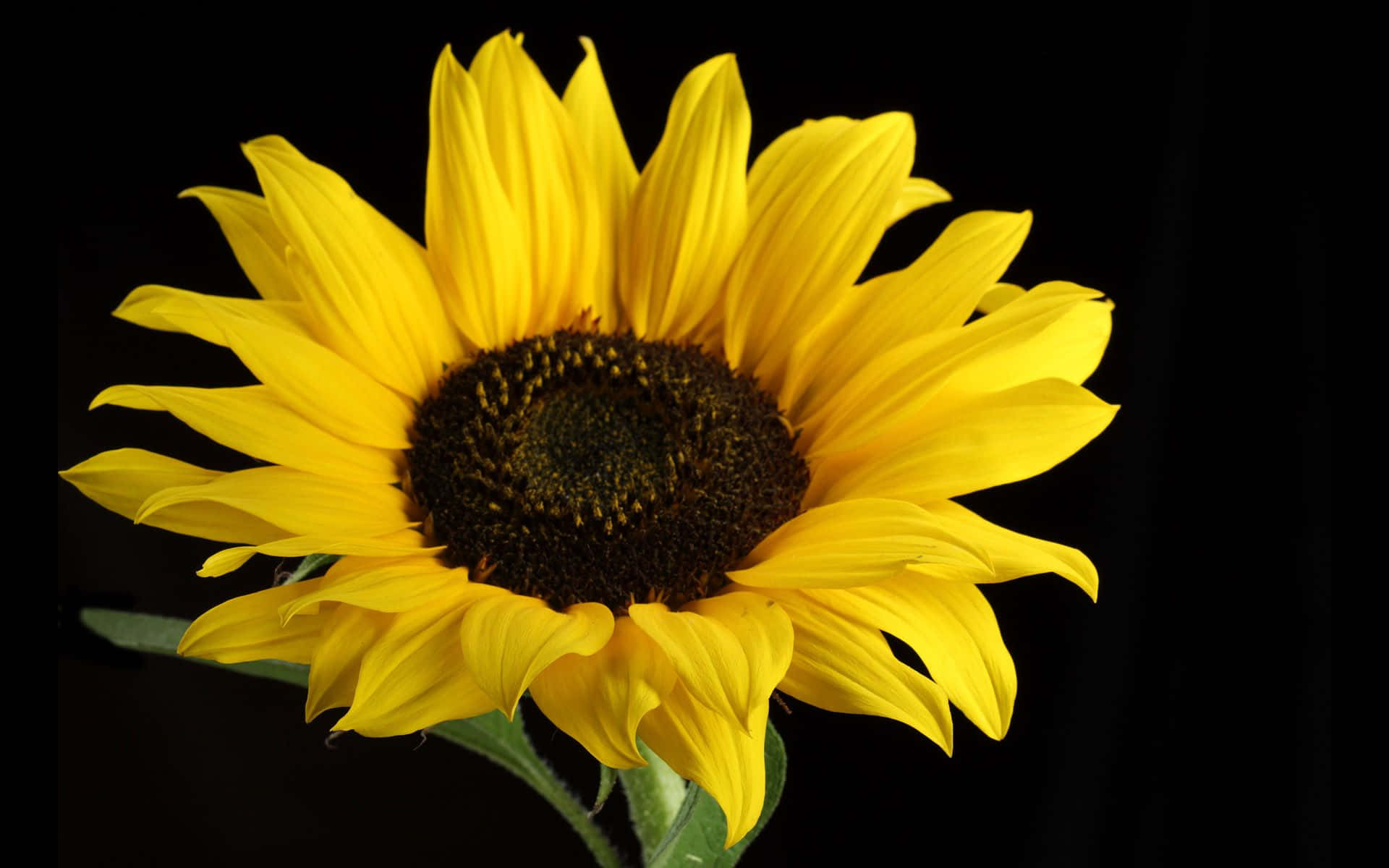 Black Sunflower Summer Flower Wallpaper