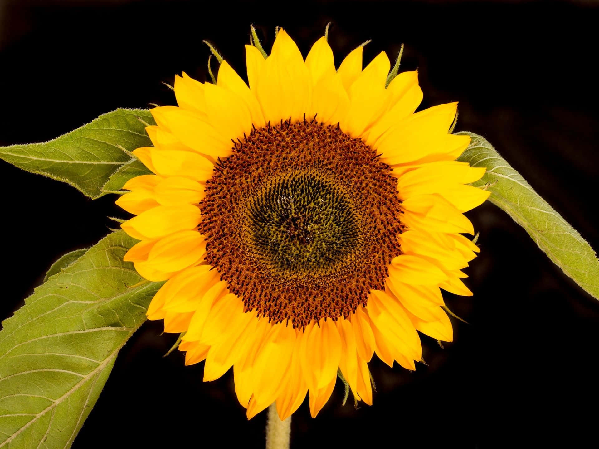 A Sunflower With A Black Background Wallpaper