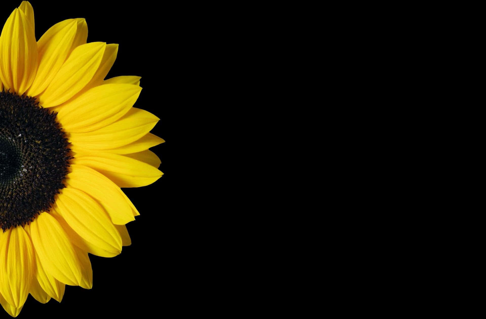 Eineleuchtende Schwarze Sonnenblume, Die Im Licht Strahlt. Wallpaper