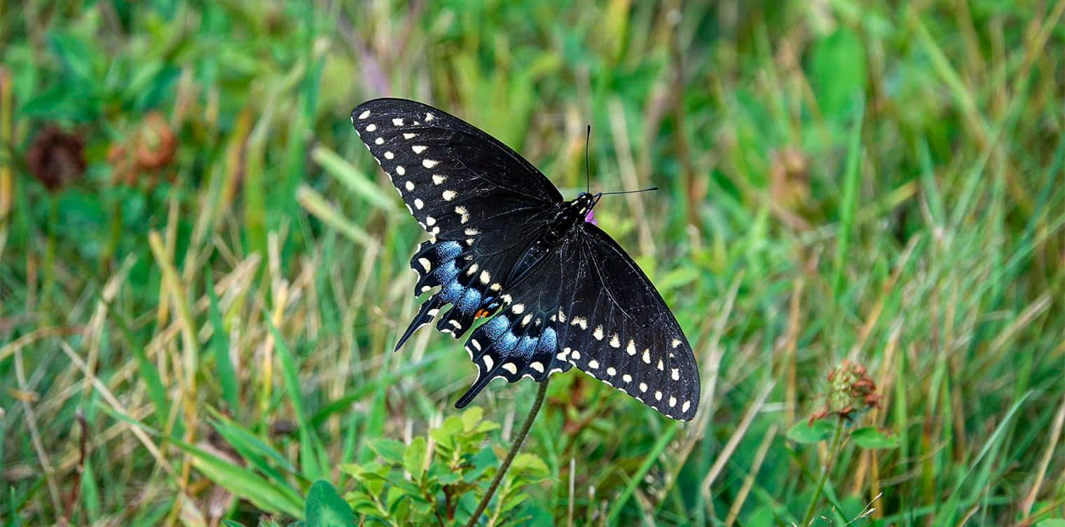 Black Swallowtail Butterfly Nature Wallpaper