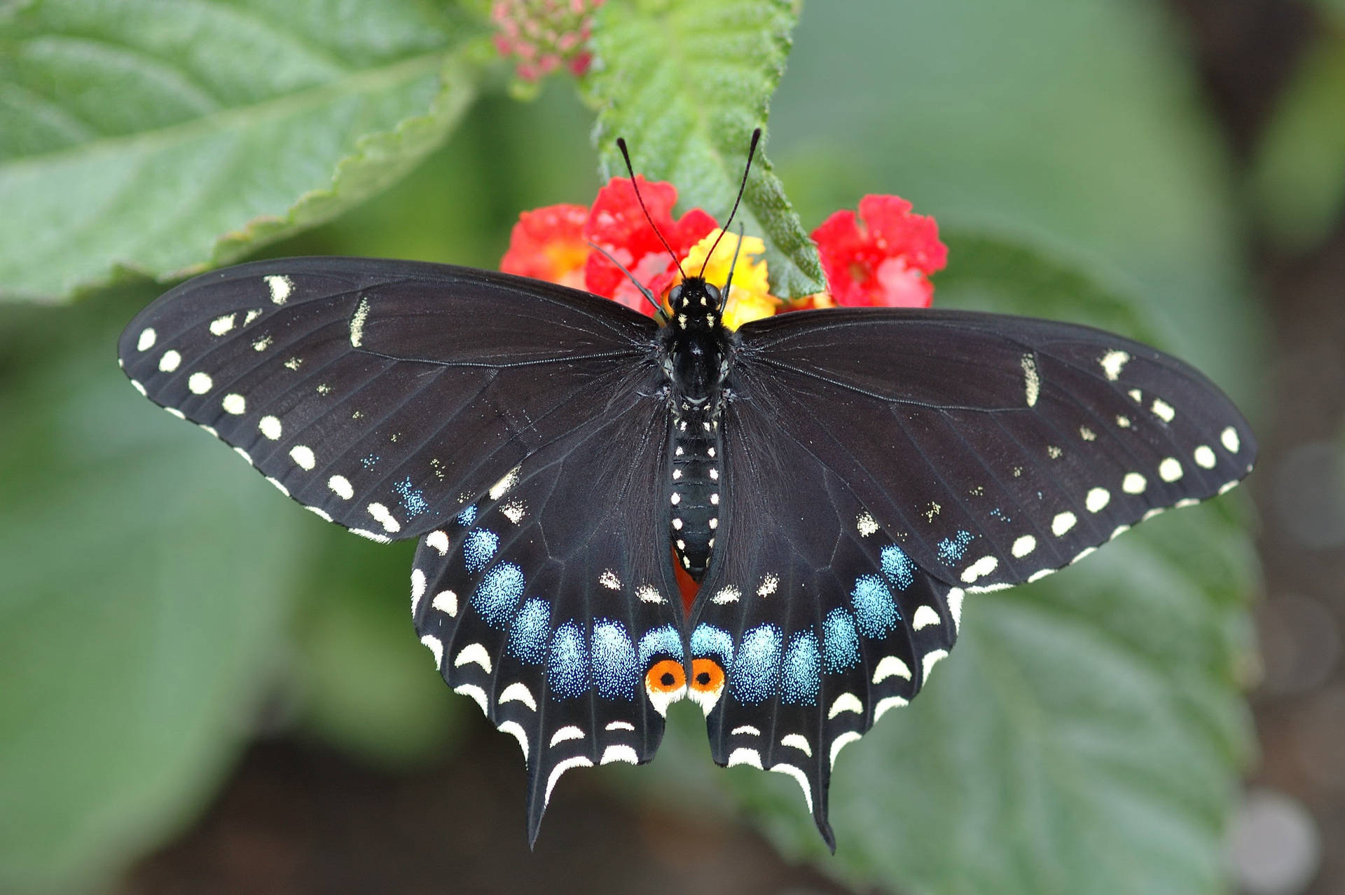 Black Swallowtail Butterfly On Flower Wallpaper