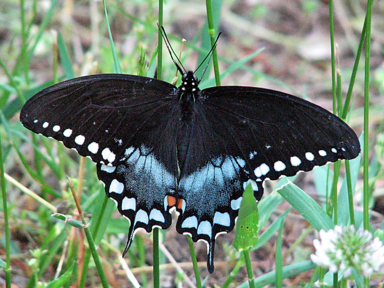 Black Swallowtail Butterflyin Nature Wallpaper