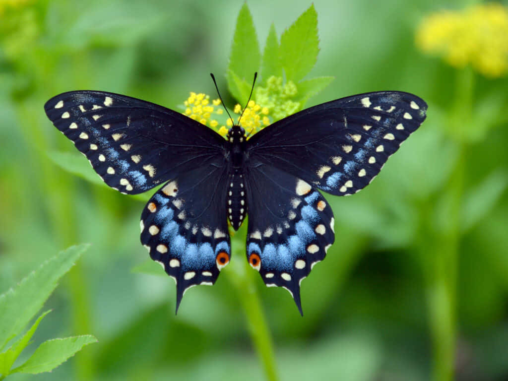 Black Swallowtail Butterflyon Greenery Wallpaper