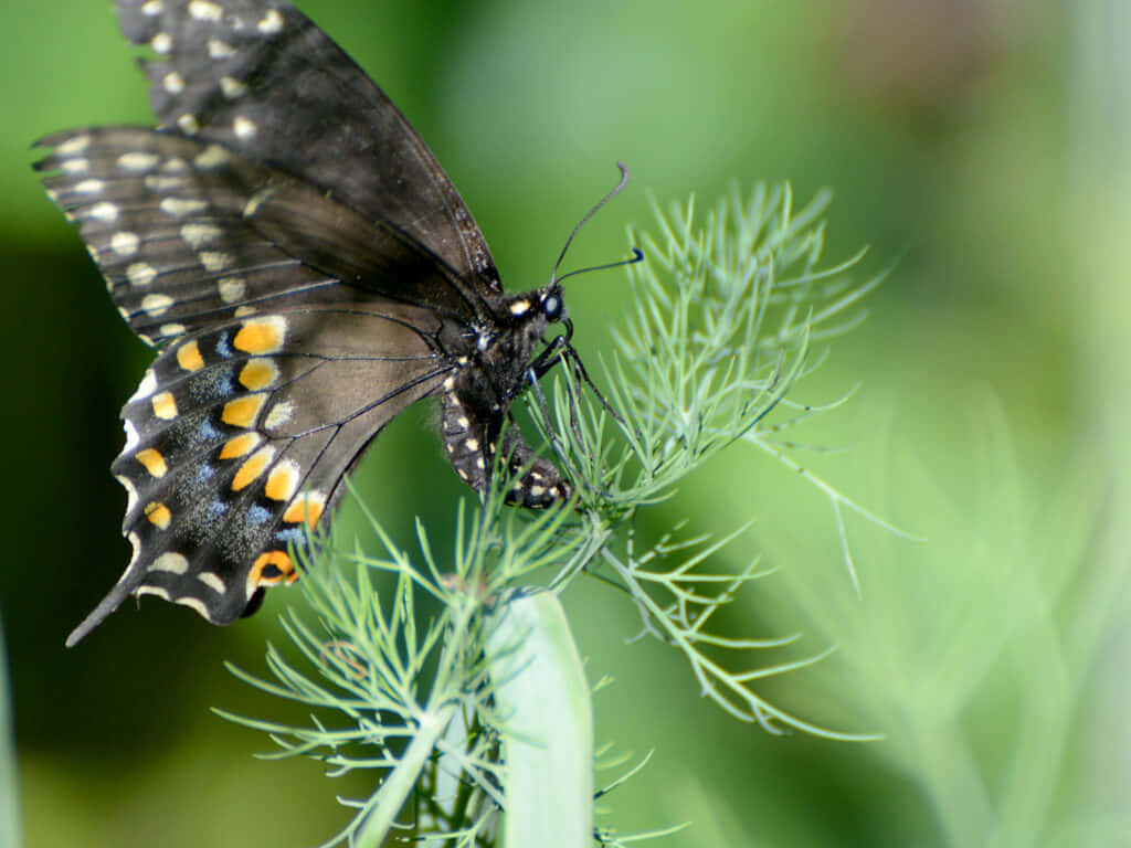 Black Swallowtail Butterflyon Greenery Wallpaper