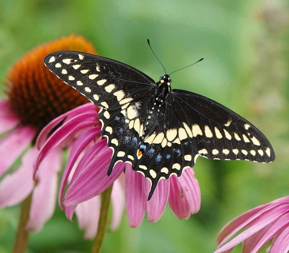 Black Swallowtail Butterflyon Pink Flower Wallpaper