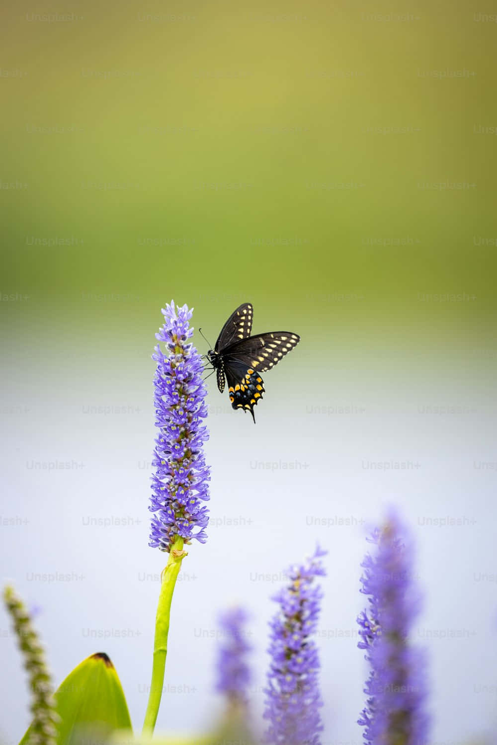 Black Swallowtail Butterflyon Purple Flower Wallpaper