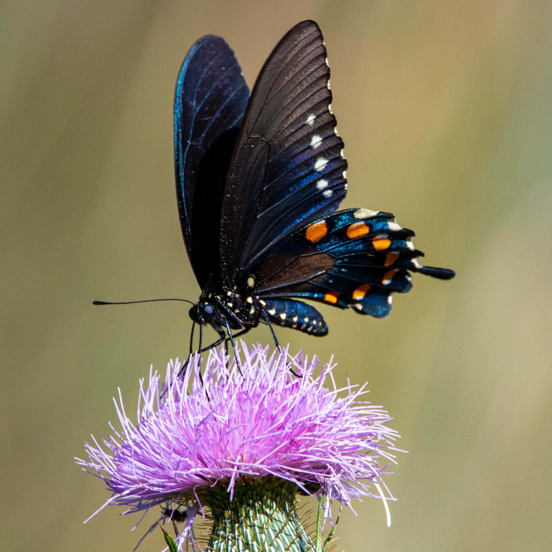Black Swallowtail Butterflyon Thistle Wallpaper