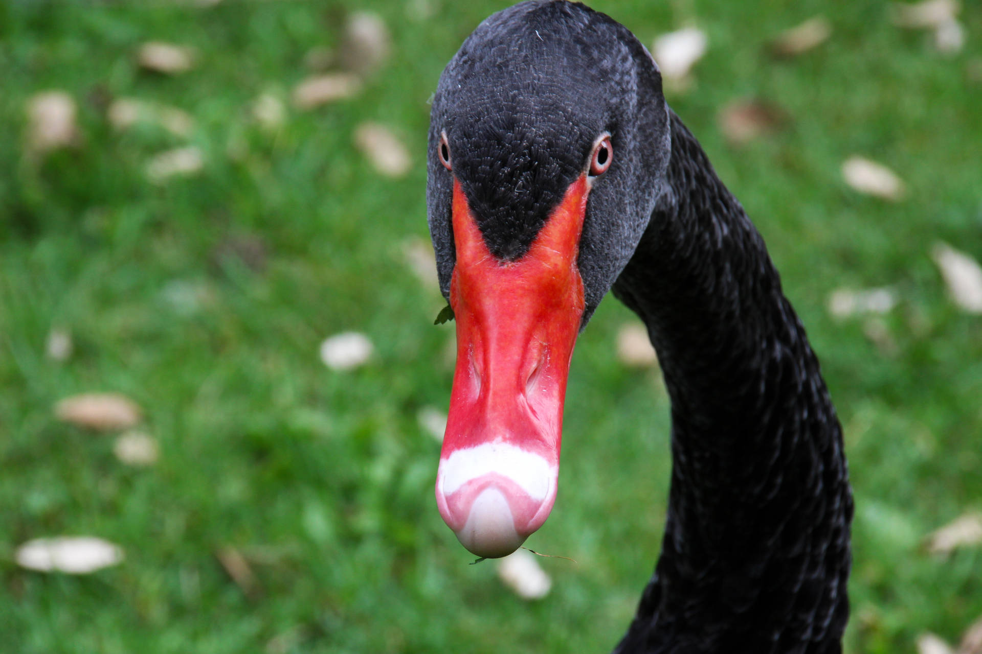 Black Swan Animal