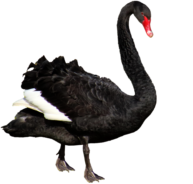 Black Swan Isolated Background.png PNG