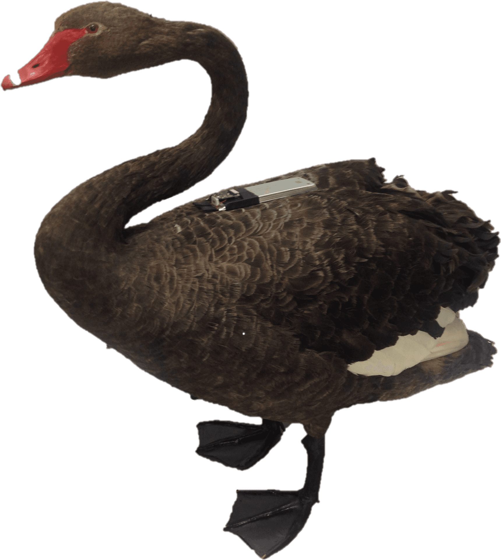 Black Swan Profile Pose PNG
