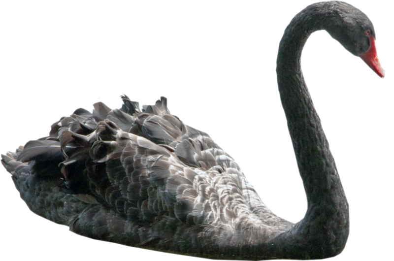 Black Swan Profile PNG