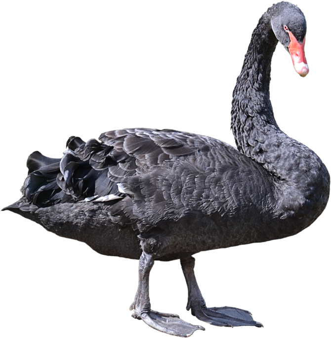 Black Swan Standing Profile PNG