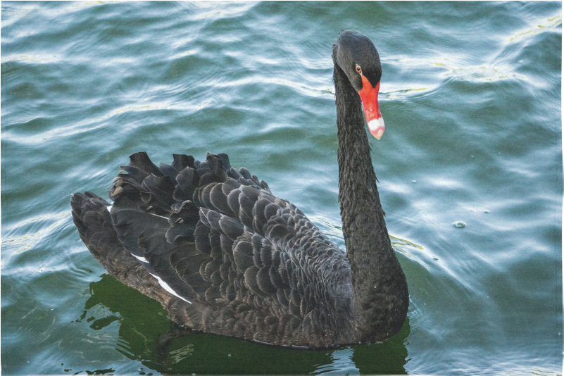 Black Swanon Water.jpg PNG