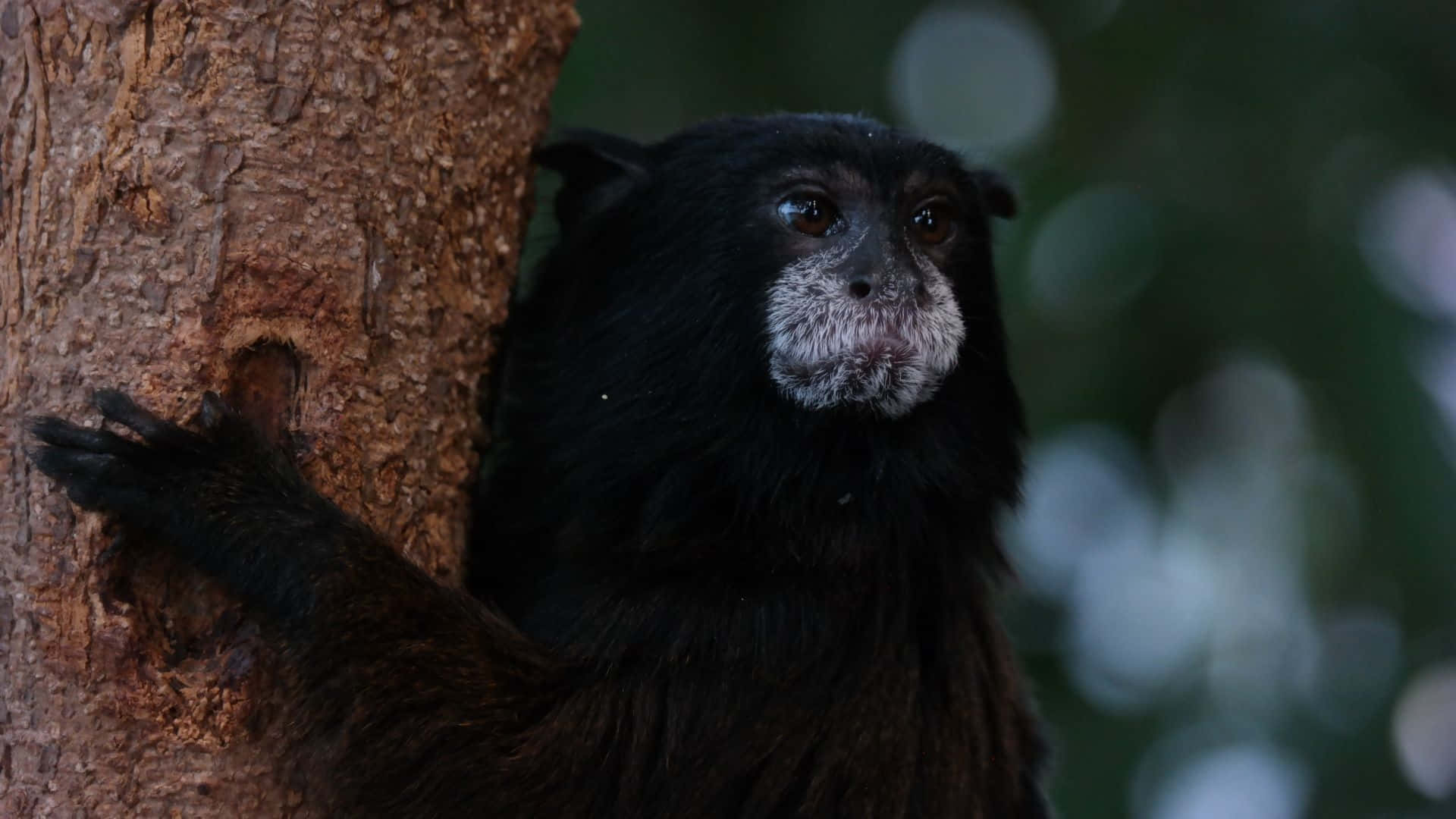 Black Tamarin Tree Hug Wallpaper