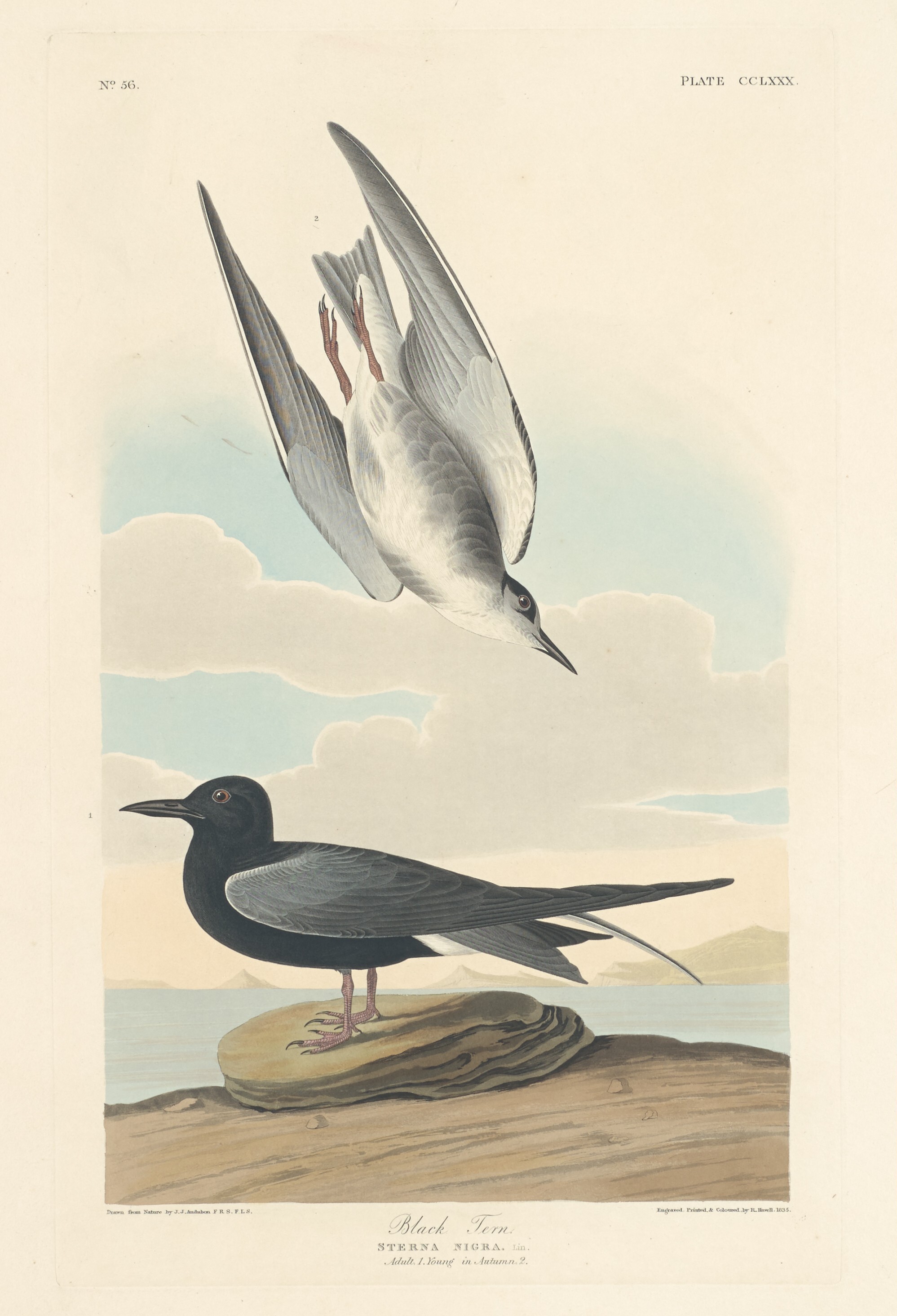 Black Tern Wallpaper