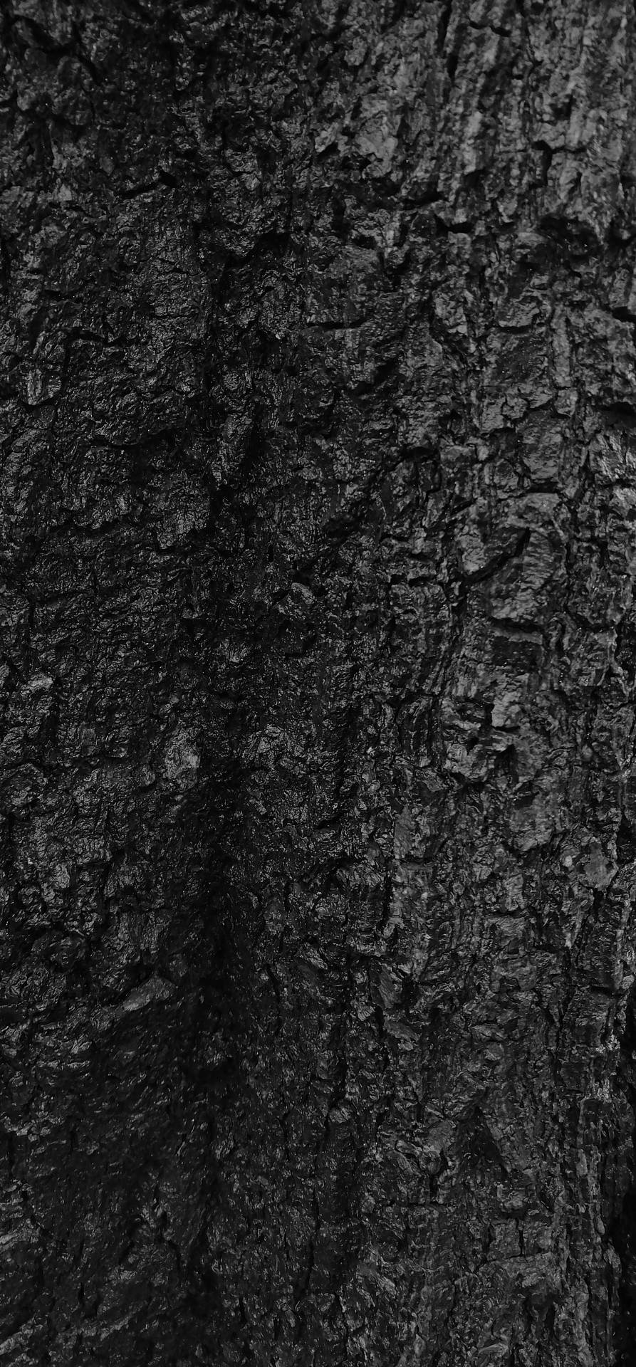 Black-textured Tree Bark Wallpaper