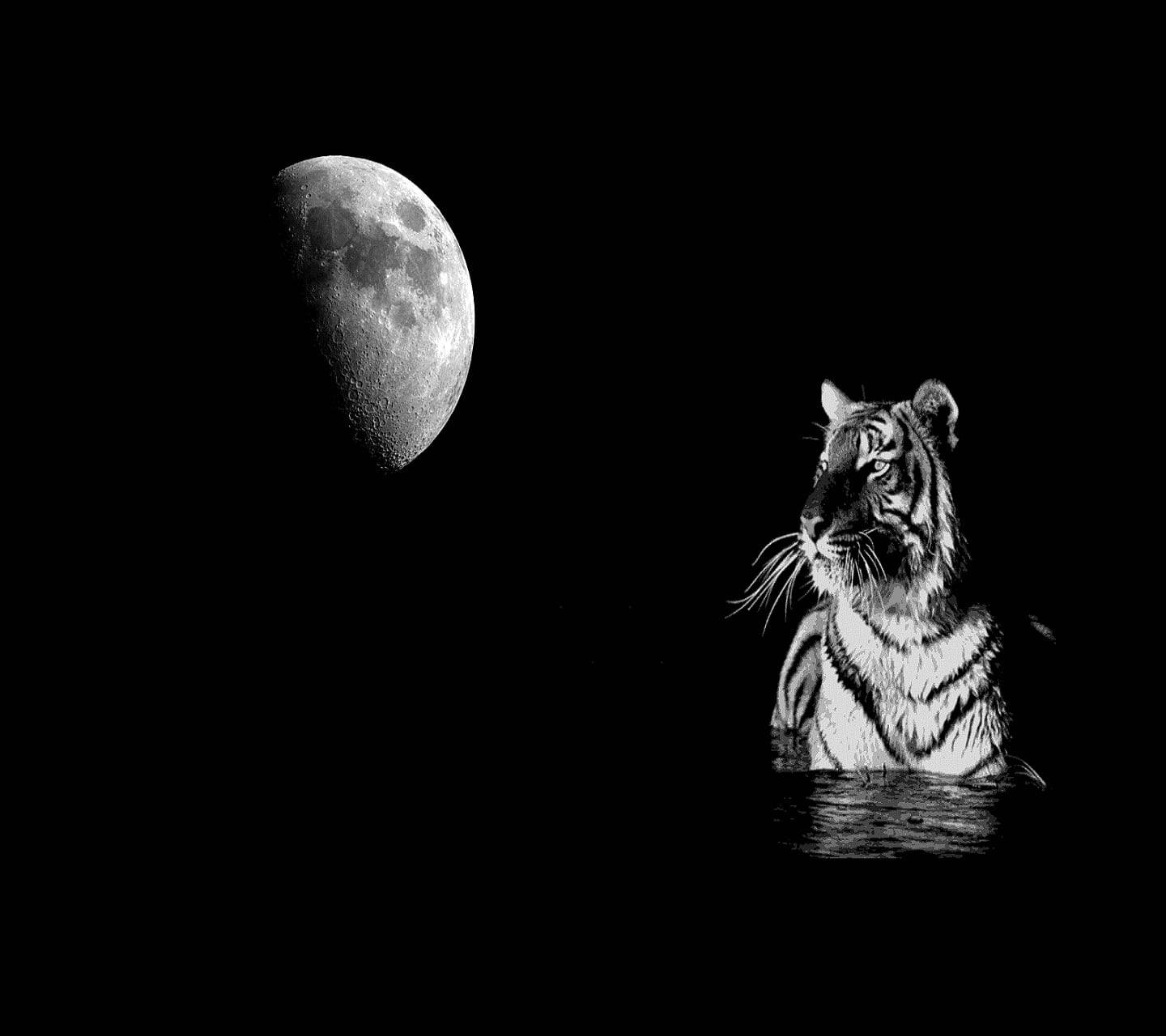 Black Tiger And Moon Background