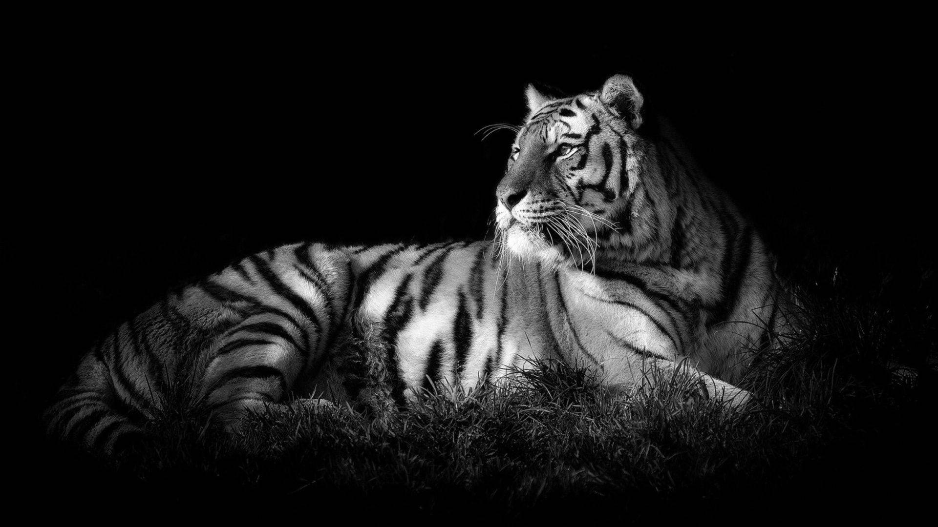 Sort Tiger Hyggeligt Liggende På Jorden Wallpaper