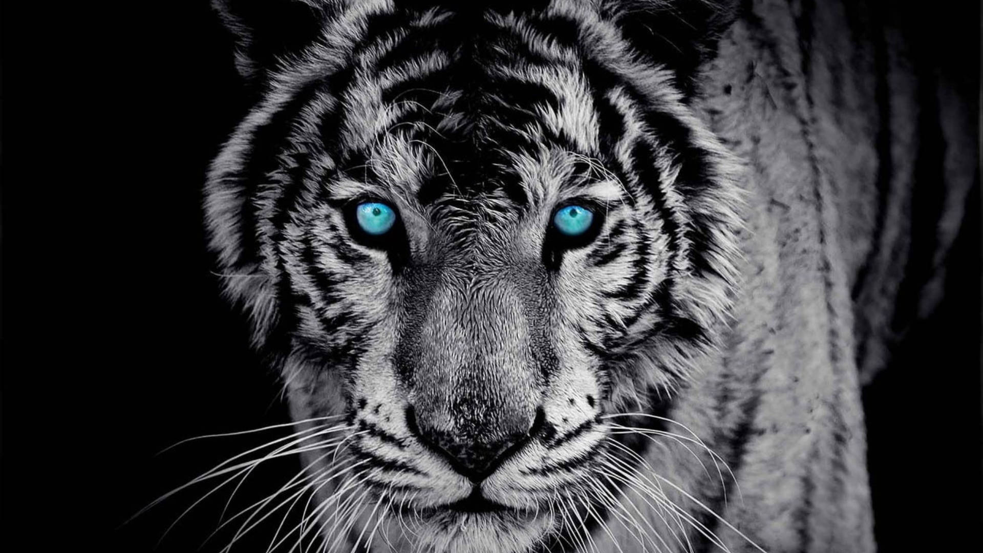 Black Tiger Glowing Blue Eyes Wallpaper