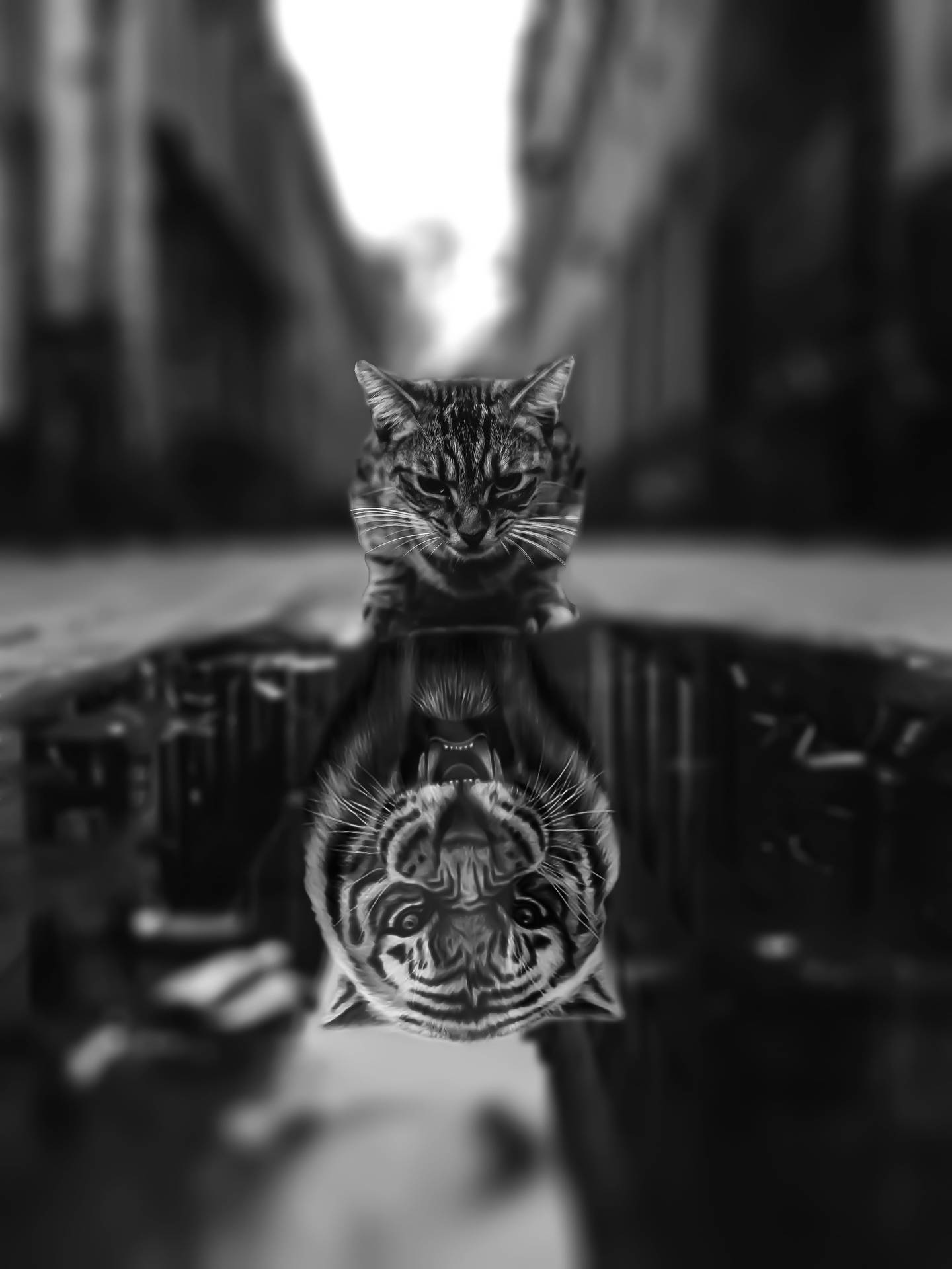 Black Tiger In The Reflection Wallpaper