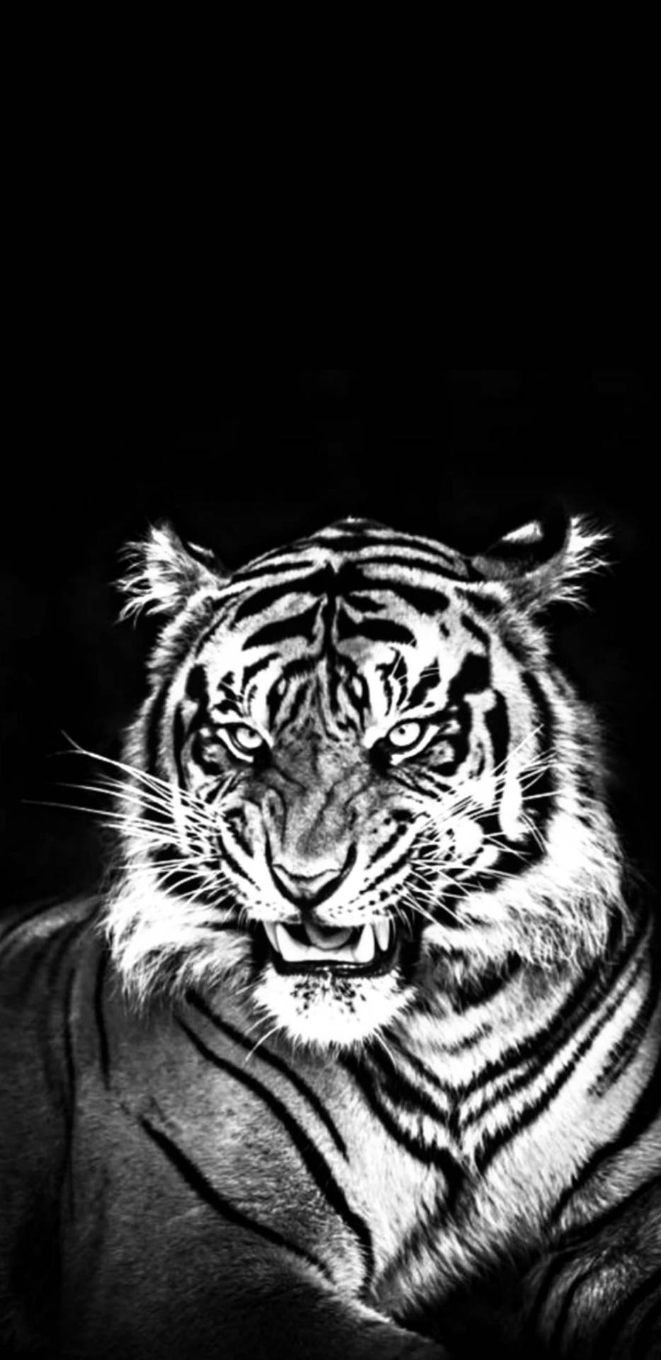 Black Tiger Portrait Image Wallpaper