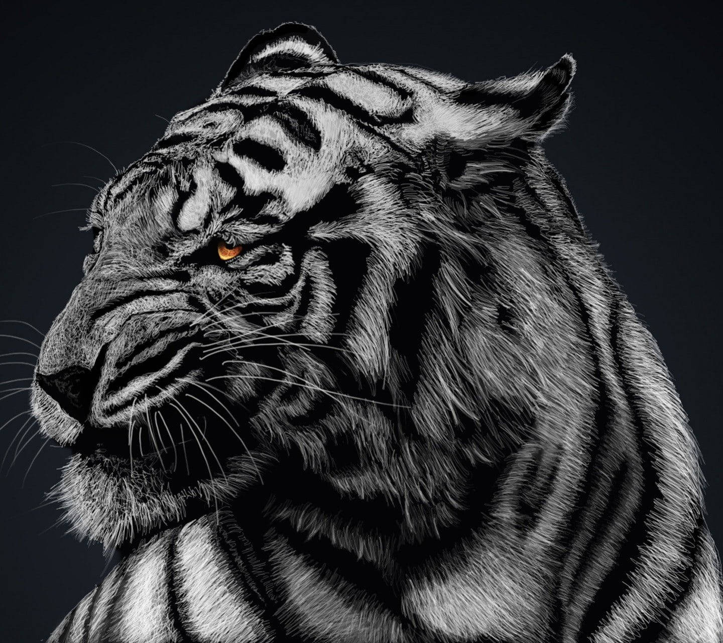 Sort Tiger Side Profil Wallpaper