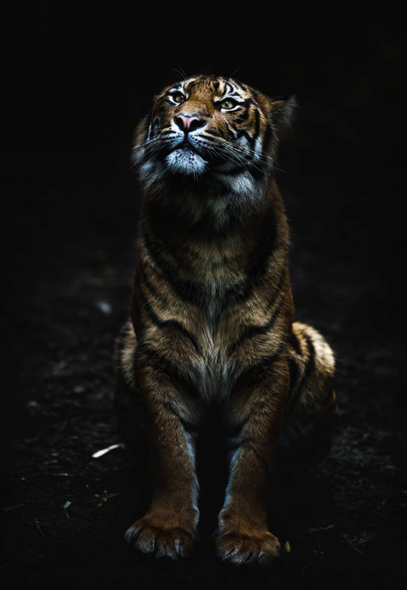 Black Tiger Sitting On Ground