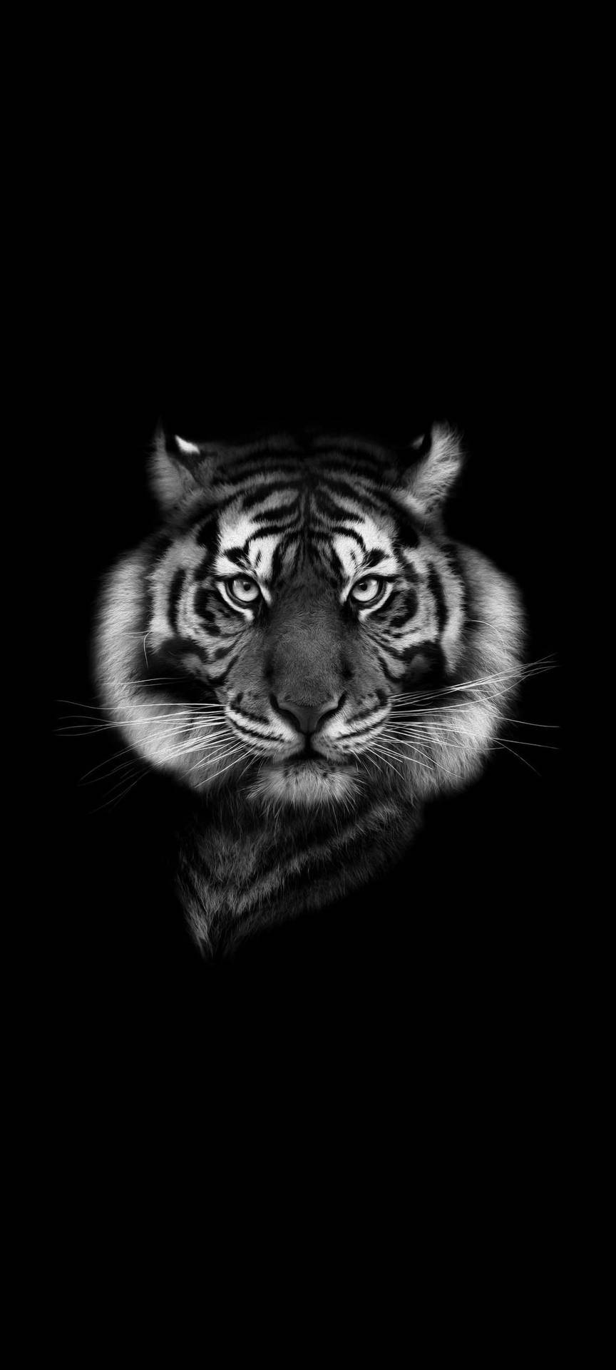 Black Tiger Stern Face Wallpaper