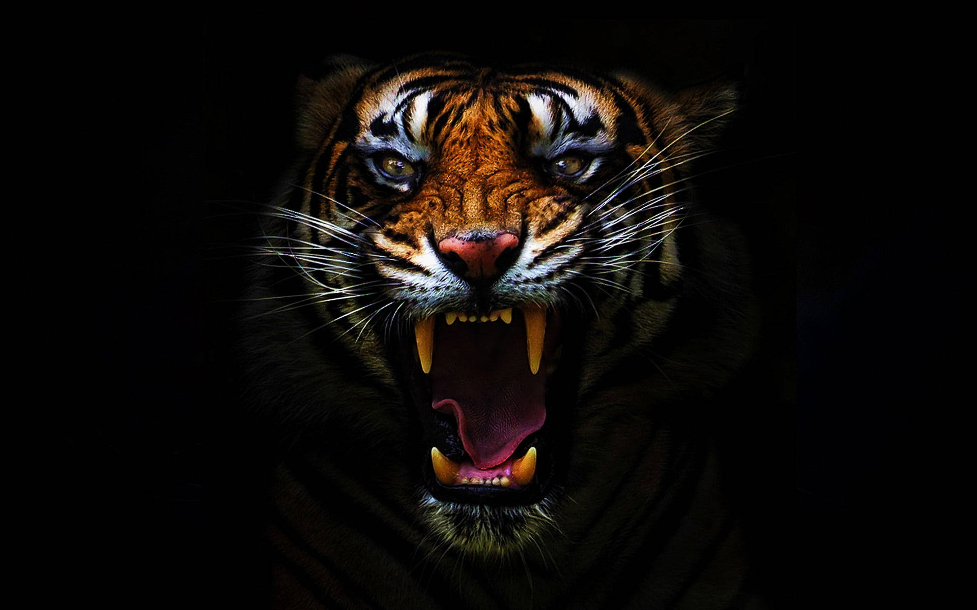 Black Tiger Stripes And Ferocious Fangs Background