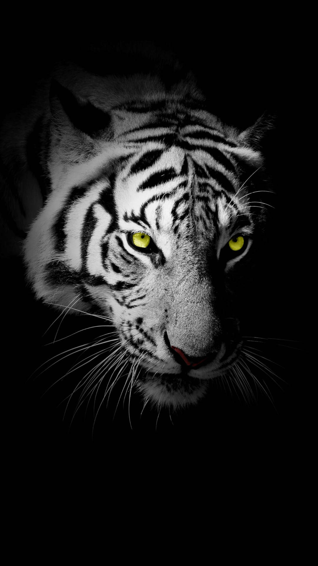 Black Tiger With Neon Yellow Eyes Wallpaper