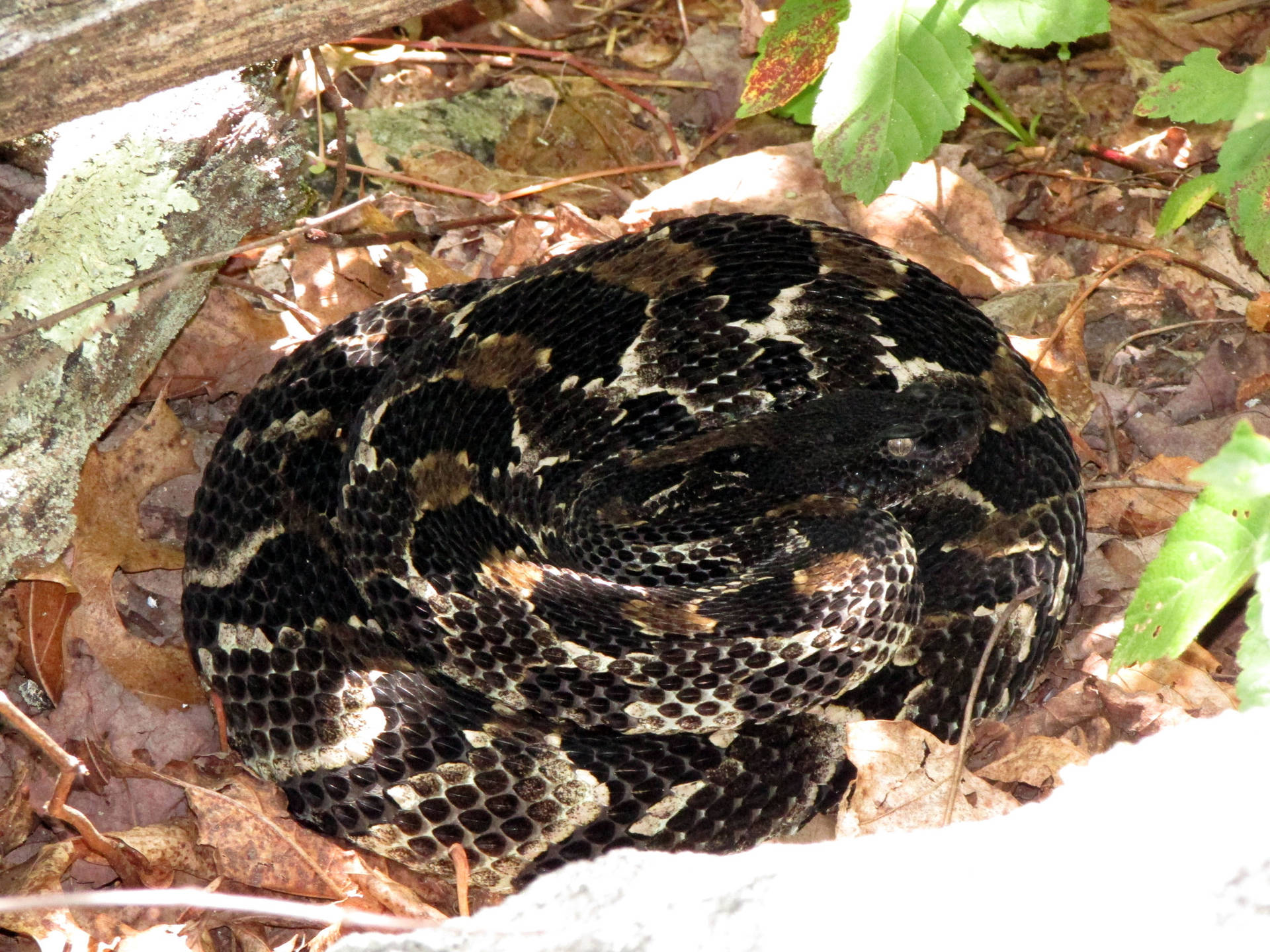 Black Timber Rattler Snake Dead Leaves Wallpaper