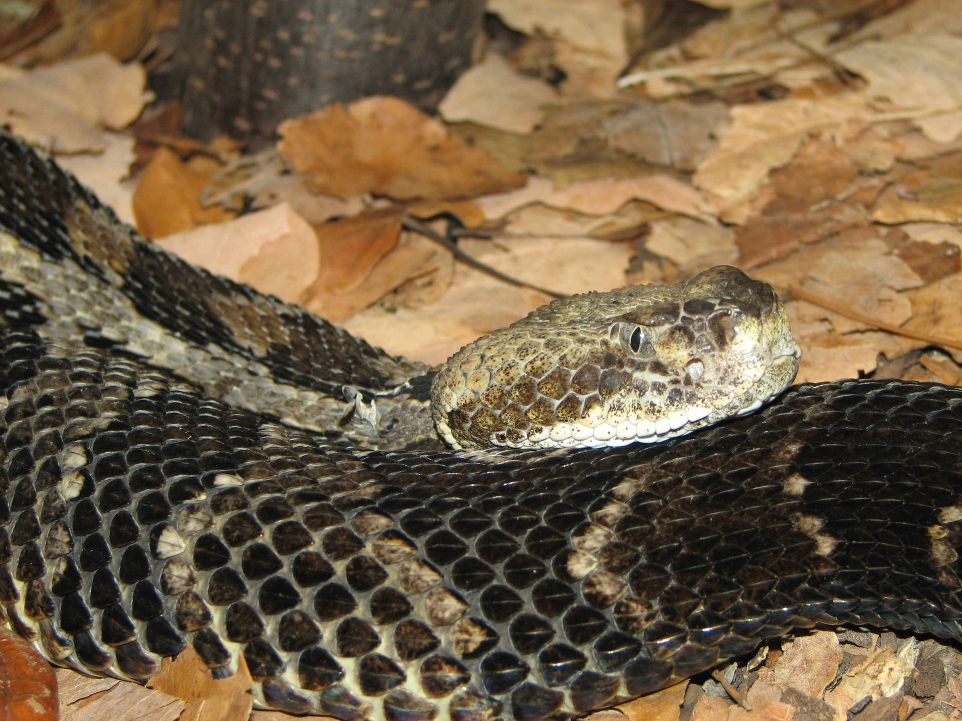 Black Timber Rattler Snake Wallpaper