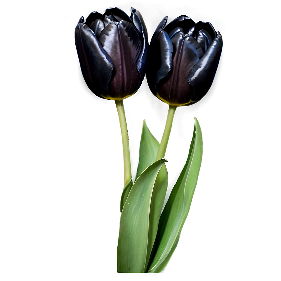 Download Black Tulip Png Nax | Wallpapers.com