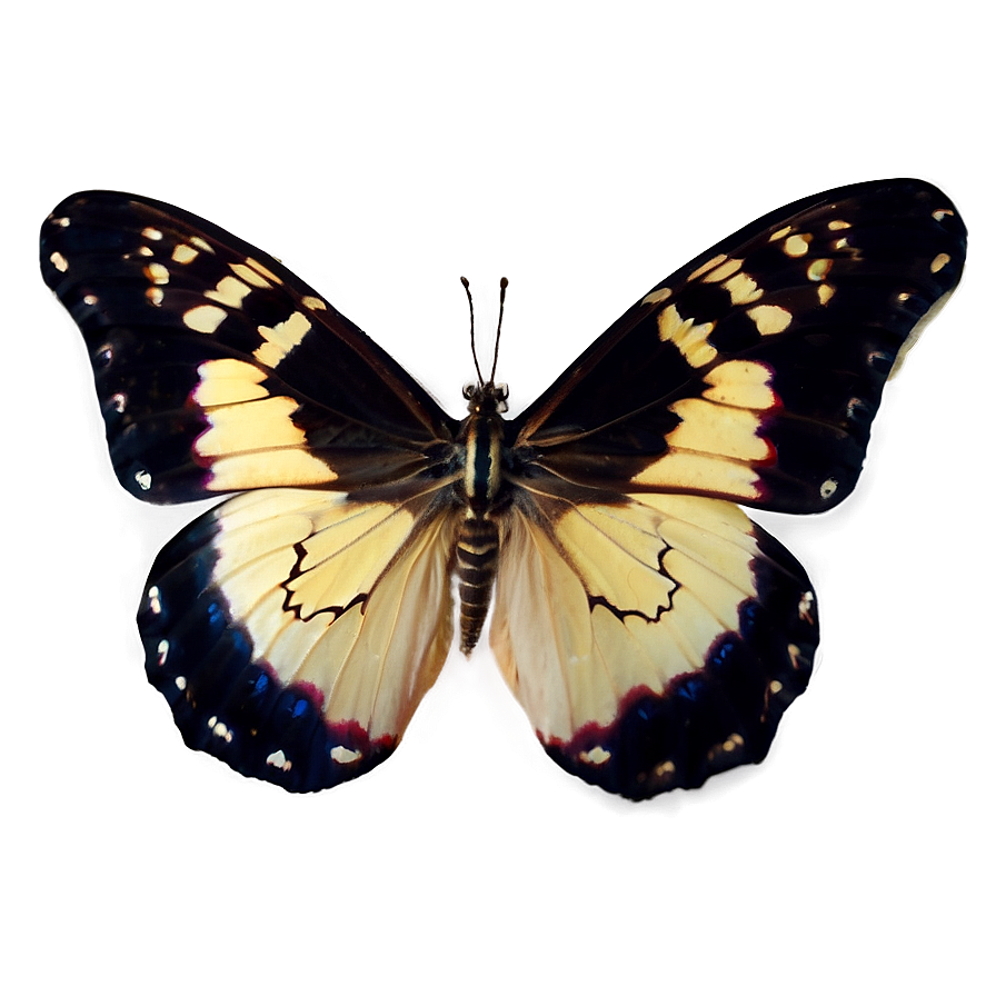 Download Black Velvet Butterfly Png Jll | Wallpapers.com