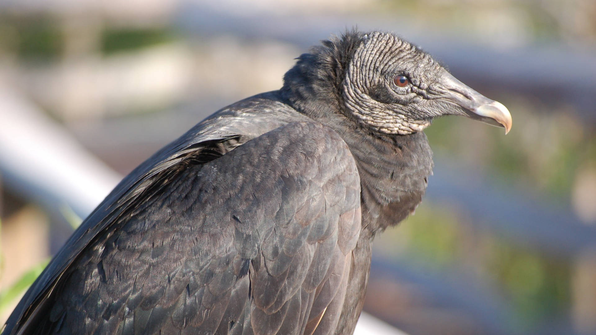 Black Vulture Everglades National Park Picture