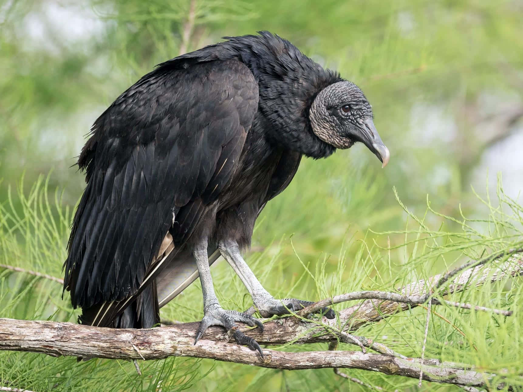 Black Vulture Perchedon Branch Wallpaper