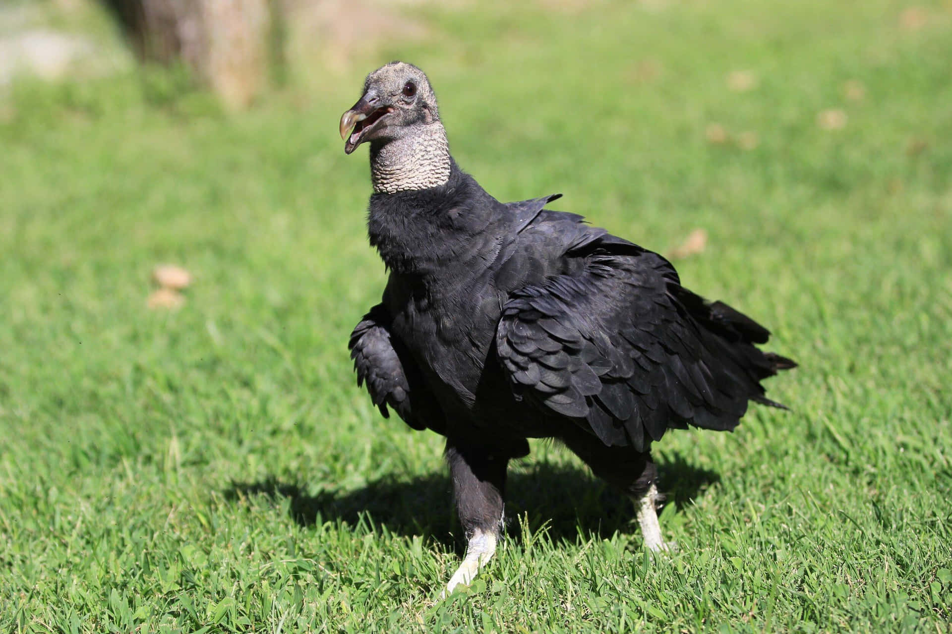 Black Vulture Standing Grass Wallpaper