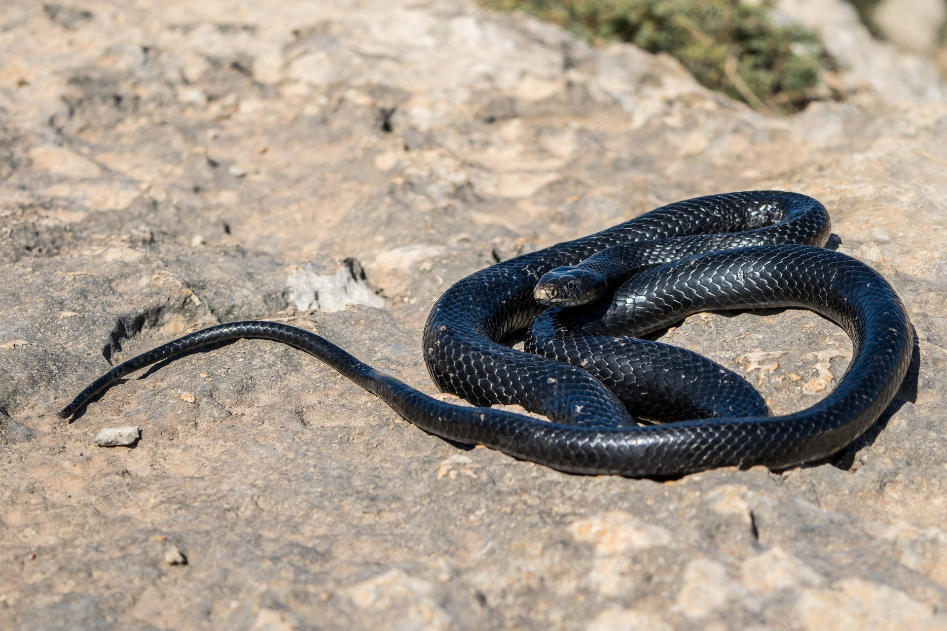 Fotografíade La Naturaleza De La Serpiente Negra Western Whipsnake Fondo de pantalla
